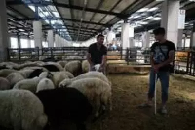 4 boynuzlu koç görenleri şaşkına çeviriyor 4 boynuzlu koç görenleri şaşkına çeviriyor