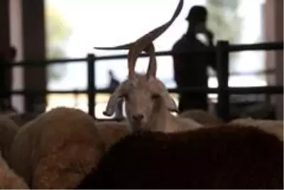 4 boynuzlu koç görenleri şaşkına çeviriyor 4 boynuzlu koç görenleri şaşkına çeviriyor