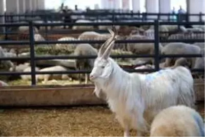 4 boynuzlu koç görenleri şaşkına çeviriyor 4 boynuzlu koç görenleri şaşkına çeviriyor
