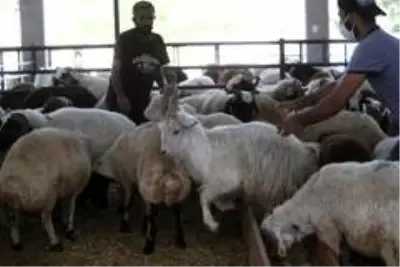 4 boynuzlu koç görenleri şaşkına çeviriyor 4 boynuzlu koç görenleri şaşkına çeviriyor