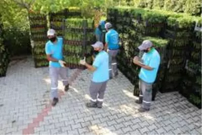 Alanya Belediyesi, 21 mezarlıkta 58 bin çiçek dağıtacak Alanya Belediyesi, 21 mezarlıkta 58 bin çiçek dağıtacak