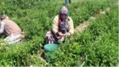 Bafra Ovası'ndan 32 il ve 3 ülkeye turşu Bafra Ovası'ndan 32 il ve 3 ülkeye turşu