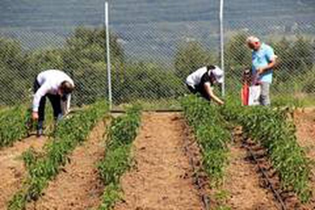İzmit Belediyesi'nin 80 gün önce fide diktiği bahçeden 1,5 ton mahsul toplanacak