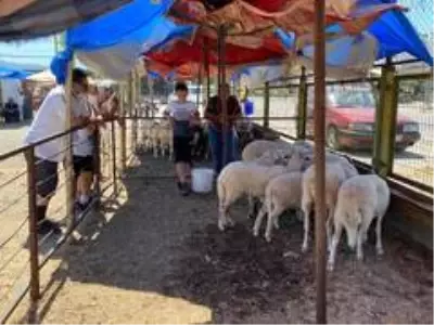 Burhaniye'de kurban satış ve kesim yerleri hazır Burhaniye'de kurban satış ve kesim yerleri hazır