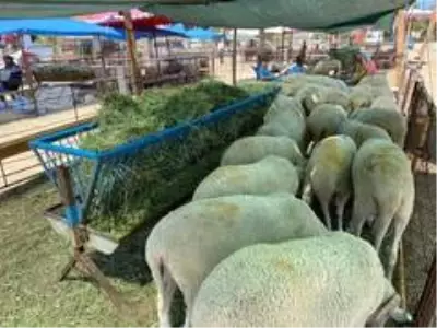 Burhaniye'de kurban satış ve kesim yerleri hazır Burhaniye'de kurban satış ve kesim yerleri hazır