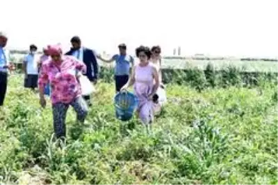 Son dakika haberleri: Büyükşehir'den istiridye mantarı üretimine destek Son dakika haberleri: Büyükşehir'den istiridye mantarı üretimine destek