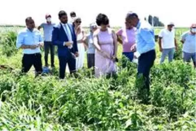 Son dakika haberleri: Büyükşehir'den istiridye mantarı üretimine destek Son dakika haberleri: Büyükşehir'den istiridye mantarı üretimine destek
