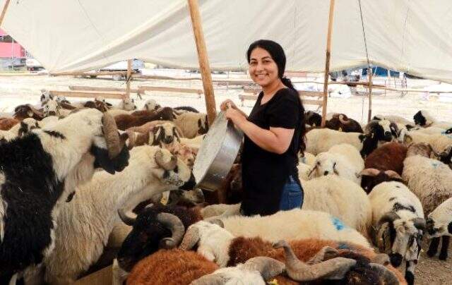 Derya, 'Üniversite mezunu koyuncu' afişi ile kurbanlık satıyor