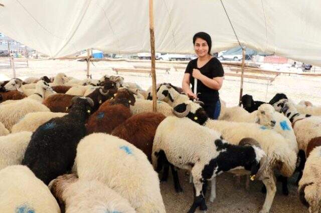 Derya, 'Üniversite mezunu koyuncu' afişi ile kurbanlık satıyor