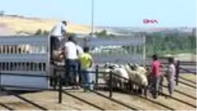Diyarbakır'da kurban kesimi için 10 yer belirlendi Diyarbakır'da kurban kesimi için 10 yer belirlendi
