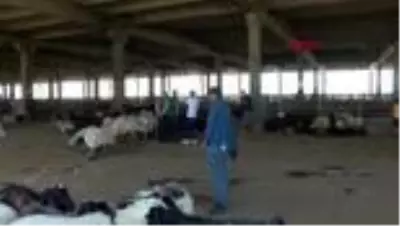 Diyarbakır'da kurban kesimi için 10 yer belirlendi Diyarbakır'da kurban kesimi için 10 yer belirlendi