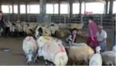 Diyarbakır'da kurban kesimi için 10 yer belirlendi Diyarbakır'da kurban kesimi için 10 yer belirlendi