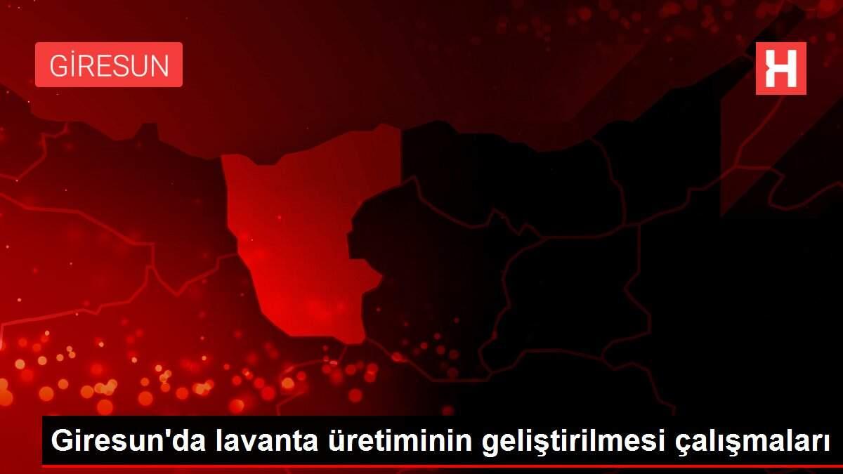 Giresun'da lavanta üretiminin geliştirilmesi çalışmaları Giresun'da lavanta üretiminin geliştirilmesi çalışmaları