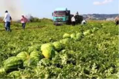 Son dakika haber | Karpuz üreticisi fiyattan memnun Son dakika haber | Karpuz üreticisi fiyattan memnun