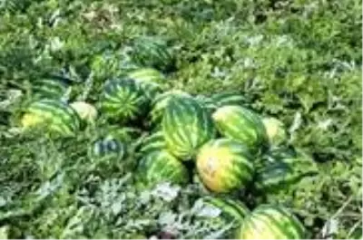 Son dakika haber | Karpuz üreticisi fiyattan memnun Son dakika haber | Karpuz üreticisi fiyattan memnun