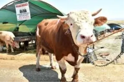 Kurban pazarının şampiyonu Kurban pazarının şampiyonu