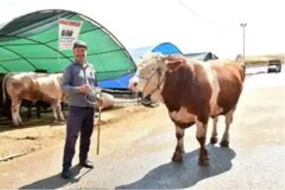 Kurban pazarının şampiyonu 'Paşa' oldu Kurban pazarının şampiyonu 'Paşa' oldu