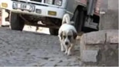 Kurtlar parçalasın diye dağa atılan köpeklere köylüler sahip çıktı