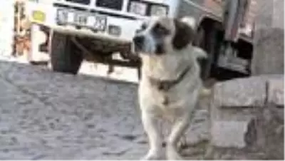 Kurtlar parçalasın diye dağa atılan köpeklere köylüler sahip çıktı
