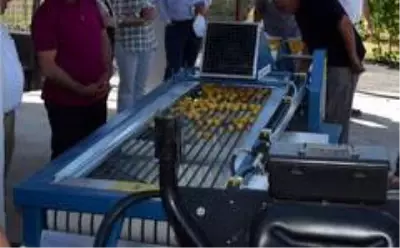 Kuru kayısının başına çifte talih kuşu