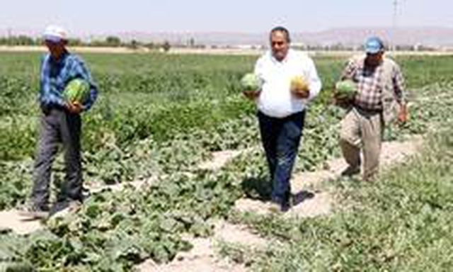 Aksaraylı çiftçiler, olmaz denilen çorak topraklarda organik kavun karpuz yetiştirdi