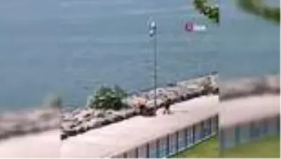 Tevfik Göksu'dan İBB'ye ağaç tepkisi Tevfik Göksu'dan İBB'ye ağaç tepkisi