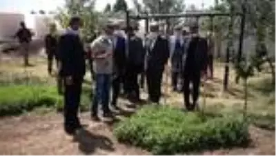 Üniversite yerleşkesinde 300 çeşit tıbbi ve aromatik bitkinin hasadına başlandı Üniversite yerleşkesinde 300 çeşit tıbbi ve aromatik bitkinin hasadına başlandı