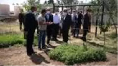 Üniversite yerleşkesinde 300 çeşit tıbbi ve aromatik bitkinin hasadına başlandı Üniversite yerleşkesinde 300 çeşit tıbbi ve aromatik bitkinin hasadına başlandı