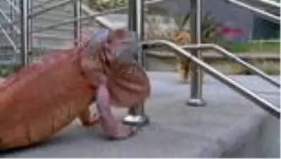 Üsküdar'da bulunan iguana sokak kedisinin karşısına çıkınca kedi neye uğradığını şaşırdı Üsküdar'da bulunan iguana sokak kedisinin karşısına çıkınca kedi neye uğradığını şaşırdı