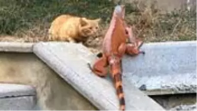 Üsküdar'da bulunan iguana sokak kedisinin karşısına çıkınca kedi neye uğradığını şaşırdı Üsküdar'da bulunan iguana sokak kedisinin karşısına çıkınca kedi neye uğradığını şaşırdı