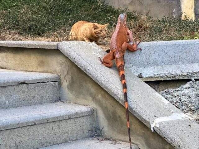 Üsküdar'da bulunan iguanaya Kurban Bayramı'na ithafen 'Bayram' ismi verildi Üsküdar'da bulunan iguanaya Kurban Bayramı'na ithafen 'Bayram' ismi verildi