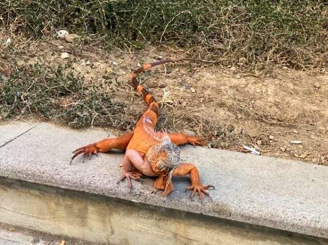 Üsküdar'da bulunan iguanaya Kurban Bayramı'na ithafen 'Bayram' ismi verildi Üsküdar'da bulunan iguanaya Kurban Bayramı'na ithafen 'Bayram' ismi verildi