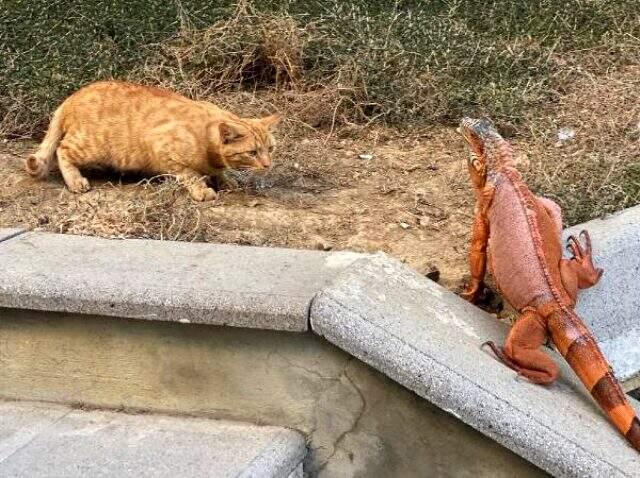 Üsküdar'da bulunan iguanaya Kurban Bayramı'na ithafen 'Bayram' ismi verildi Üsküdar'da bulunan iguanaya Kurban Bayramı'na ithafen 'Bayram' ismi verildi
