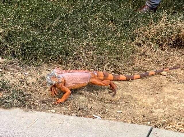 Üsküdar'da bulunan iguanaya Kurban Bayramı'na ithafen 'Bayram' ismi verildi Üsküdar'da bulunan iguanaya Kurban Bayramı'na ithafen 'Bayram' ismi verildi