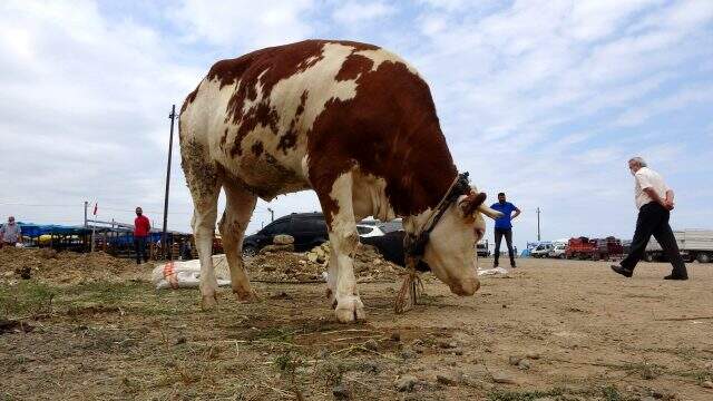 1 ton 100 kilogramlık 'Pembe' isimli boğa 21 bin TL'ye alıcısını bekliyor