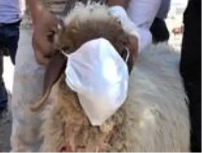 Kurbanlık aldı, koronavirüsten korunmak için koyuna maske taktı Kurbanlık aldı, koronavirüsten korunmak için koyuna maske taktı