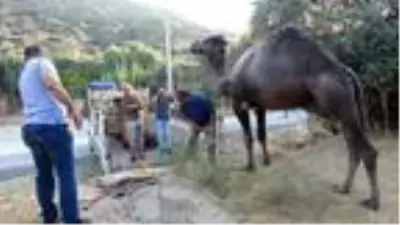 Aydın'da kurbanlık develere bu yıl talep arttı Aydın'da kurbanlık develere bu yıl talep arttı
