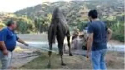 Aydın'da kurbanlık develere bu yıl talep arttı Aydın'da kurbanlık develere bu yıl talep arttı