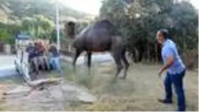 Aydın'da kurbanlık develere bu yıl talep arttı Aydın'da kurbanlık develere bu yıl talep arttı