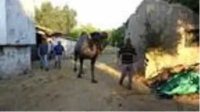 Aydın'da kurbanlık develere bu yıl talep arttı Aydın'da kurbanlık develere bu yıl talep arttı