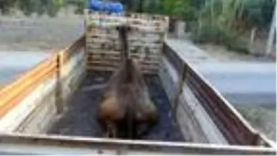 Aydın'da kurbanlık develere bu yıl talep arttı Aydın'da kurbanlık develere bu yıl talep arttı