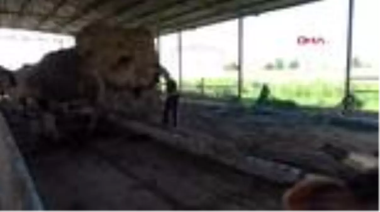 Aydın'daki kurbanlık deveye bu yıl talep arttı