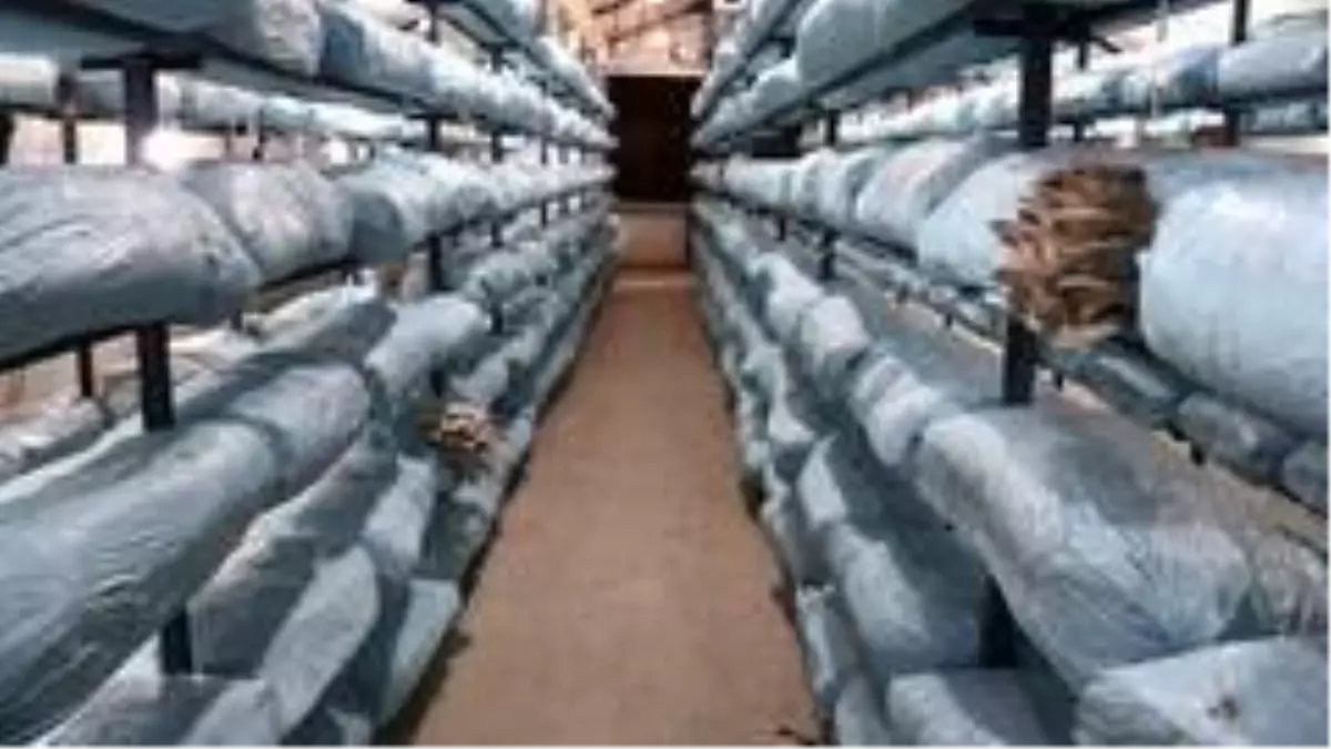 Son Dakika: Beykoz kirazından sonra mantarda da yüzler güldü