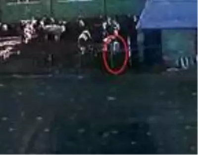 Boğa saldırdığı sahibini öldürdü, o anlar kameraya yansıdı Boğa saldırdığı sahibini öldürdü, o anlar kameraya yansıdı