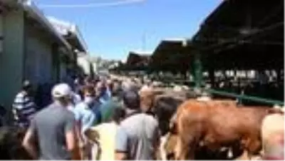 Canlı hayvan pazarında kurban bayramı yoğunluğu Canlı hayvan pazarında kurban bayramı yoğunluğu