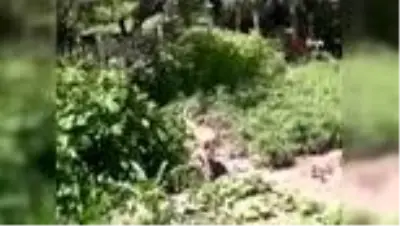 Dağ keçileri böyle görüntülendi Dağ keçileri böyle görüntülendi