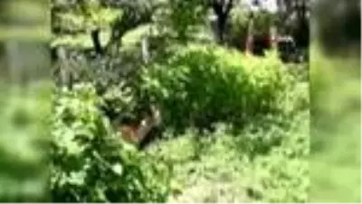Dağ keçileri böyle görüntülendi Dağ keçileri böyle görüntülendi