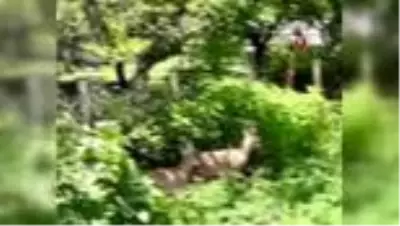Dağ keçileri böyle görüntülendi Dağ keçileri böyle görüntülendi