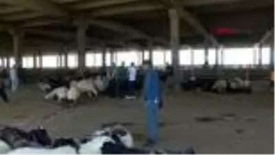 DİYARBAKIR 'Hay-Sağ uygulamasına bakmadan kurbanlık almayın' DİYARBAKIR 'Hay-Sağ uygulamasına bakmadan kurbanlık almayın'