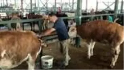 Hayvan pazarlarında satışlar Kovid-19 tedbirleriyle sürüyor - ESKİŞEHİR Hayvan pazarlarında satışlar Kovid-19 tedbirleriyle sürüyor - ESKİŞEHİR